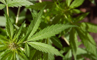 10 Beneficii pe care le are utilizarea uleiului CBD asupra sănătății bărbaților.